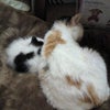 にゃんにゃん。の画像