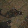 Ａ月は動物全般おーるおけー(゜∀ ゜)の画像