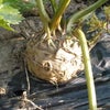 セルリアック「根セロリ」の収穫の画像