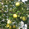 リンゴ畑の画像