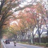 COLORED LEAVES TUNNELの画像