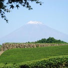 ●茶畑&柿&富士山の記事より