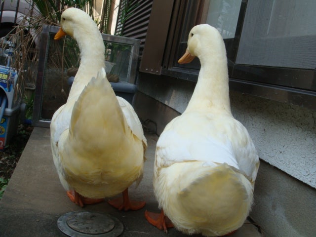 あひるのお尻 あひるのたろうとはなこ