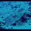 海で新種発見？の画像