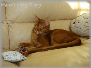 マナにゃんずDiary-Mana&#39;s  kitty Diary