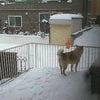 犬と私と熱い雪の画像