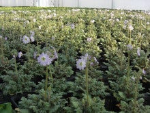 原種プリムラ 雲南桜草販売中 育種 世界で一つの花を創る Bossのブログ