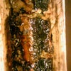 焼秋刀魚寿司の画像