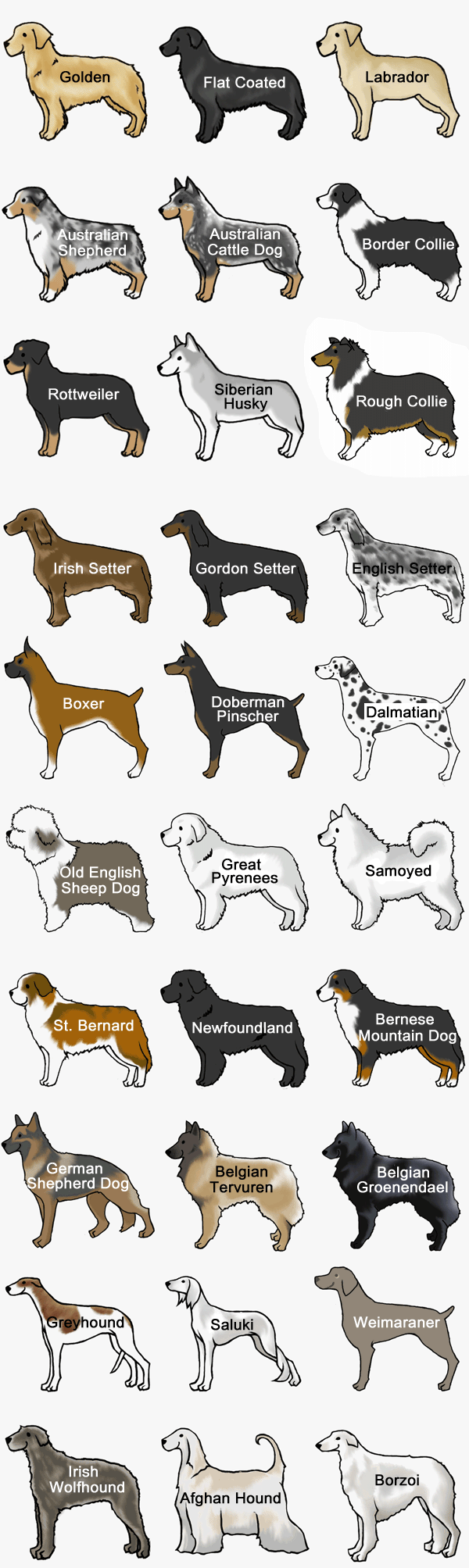 犬 の 種類 一覧
