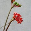 サンゴアブラギリ～花、種子～の画像