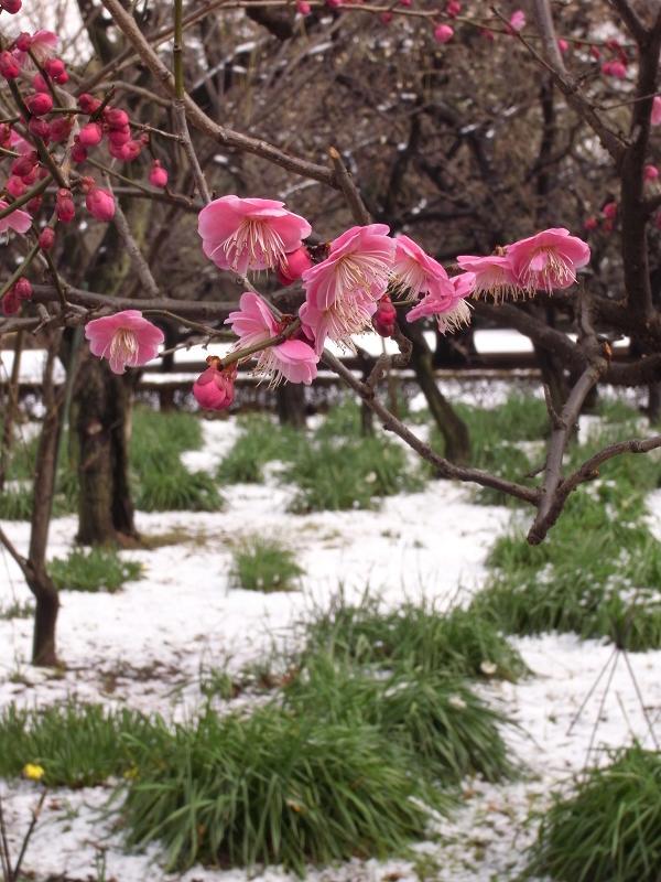 今日の新宿御苑-梅と雪