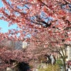 [new] あたみ桜が満開です！の画像