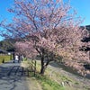 南伊豆桜の画像