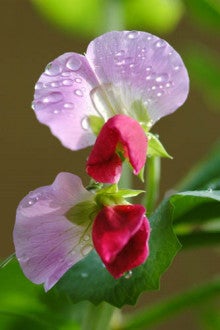 愛する人に花を－貴方の愛で救える命-エンドウの花