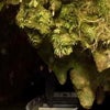 アオテアロア④幻想的な鍾乳洞の画像