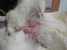 ペットの「がん」　―レオどうぶつ病院腫瘍科―-炎症性乳癌１