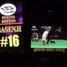 westminster day1 　HOUND　GROUPの記事より