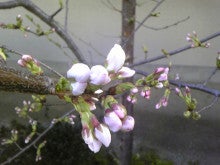 　【雨の匂ひ】　　　　　　色(しき)のブログ-桜