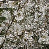 2011アメブロ桜前線情報の画像