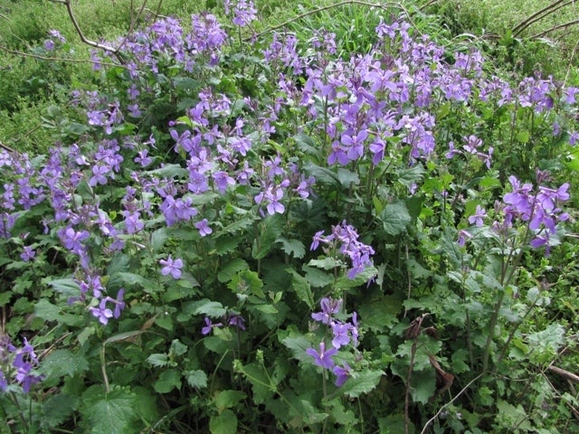 ３月２３日 今日見た花は 紫色の花 素人が作る 野草 雑草 花の図鑑