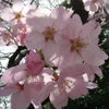 桜咲くの画像