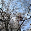 3/26fri  桜の画像