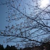 桜便りの画像