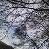 3月30日の裏山の桜の画像