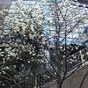 今日の空＆桜の画像