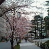 日銀前のそめいよしのの画像