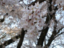 ひろしのブログ-岡崎桜まつり２