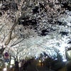 お花見ですの画像