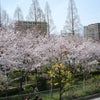 桜満開☆写真の画像