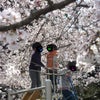 お花見～♪の画像