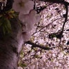 今日の夜桜。の画像