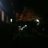 夜桜の画像