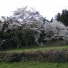 裏山の満開の桜にの画像