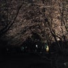 夜桜お花見の画像
