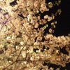 今年最後の桜の画像