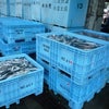 4月11日　本日もサバ大漁！出荷作業は計20トン！！おいしさよ、届け！！！の画像