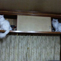 ブログ投稿画像