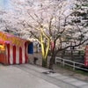お花見の画像