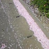 桜吹雪。の画像