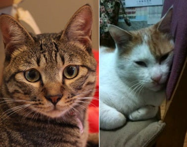クレイアートでつくる猫　nekonoのブログ-キジトラと和柄猫