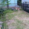 ヨネミ愛犬庭に出るの画像