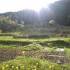 4月21日　裏山の山菜や農園の様子ですの画像