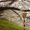 【いよいよ満開になりました！】柴田郡船岡町の一目千本桜と東北本線の様子♪の画像