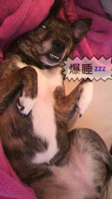 ミックス犬(柴犬×ボストンテリア) ミルモの日記-image0016.jpg