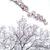 秋田の桜の画像