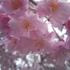 高田公園のお花見の画像